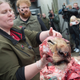 Image for article titled A Danish Zoo killed and publicly dissected a “surplus” young lion